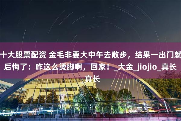 十大股票配资 金毛非要大中午去散步，结果一出门就后悔了：咋这么烫脚啊，回家！_大金_jiojio_真长
