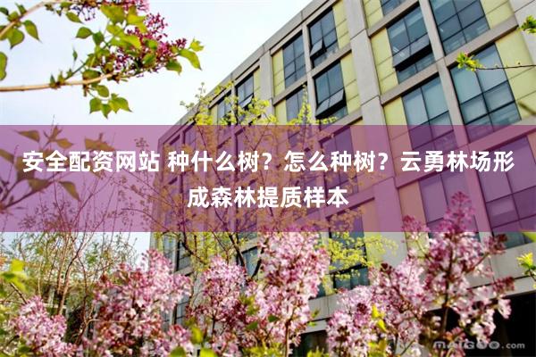 安全配资网站 种什么树？怎么种树？云勇林场形成森林提质样本