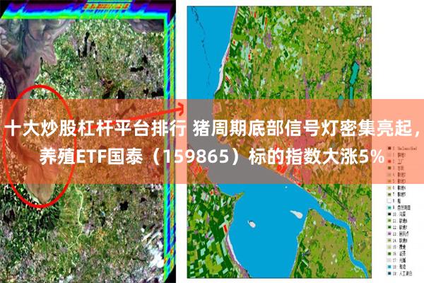 十大炒股杠杆平台排行 猪周期底部信号灯密集亮起，养殖ETF国泰（159865）标的指数大涨5%